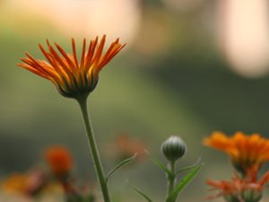 best cbse coed boarding school in dehradun